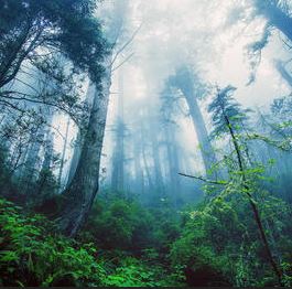 Stage de Chamanisme Les esprits de la nature
