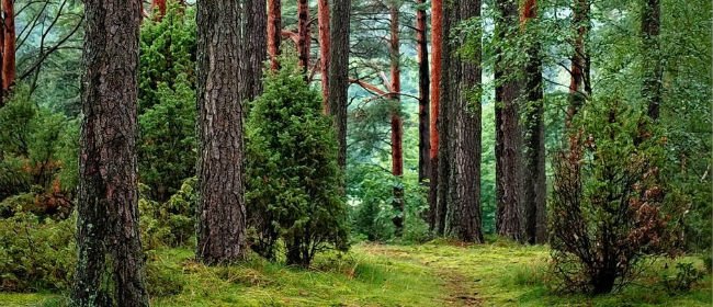 Sylvothérapie : Les arbres, nos alliés antistress